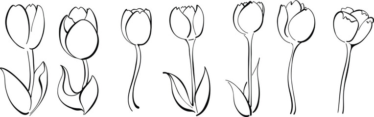 Hand Drawn Tulip Flower Line Art Vector Illustration eps10