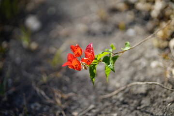 Red bougainvillea flowers on a branch with blurred ground background, selective focus, symbol of delicate beauty and calm contrast.