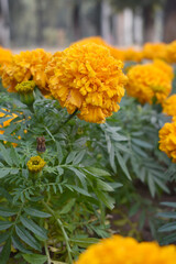 orange marigold flower blossom in garden, orange Mari Gold flowers for decorate garden, Close up of beautiful orange marigold flower. Nature, Marigold flowers bloom in the morning, Marigold