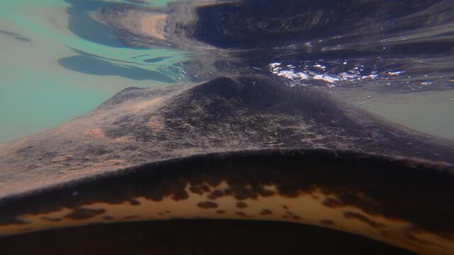 Underwater Scene Showing Stingray At Rest, Gentle Stingray Lying On Ocean Floor With Calm Reflections