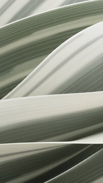 Wavy linear pattern of agave or succulent plant background. Soft gradient texture for modern design application. Vertical template for cosmetic brands, fresh and elegant natural backdrop or wallpaper.