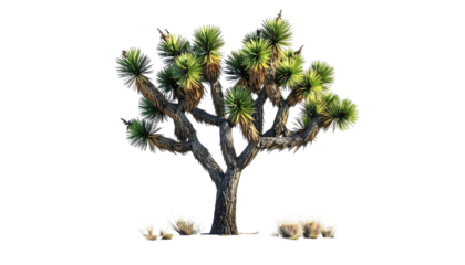 A lone, textured tree with spiky green foliage, isolated on a black background