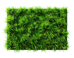 Lush, vibrant green grass patch, rectangle shape, top-down view, isolated