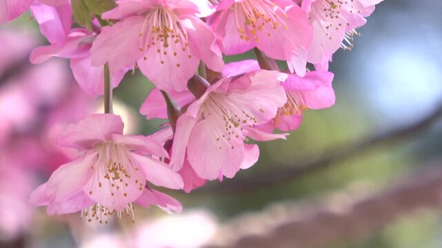 満開の早咲き桜、河津桜のクローズアップ  4K