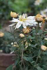 Beautiful white chrysanthemum flowers closeup in the winter garden, Closeup of Chrysanthemum flower, Field of the white Chrysanthemum, Beautiful white flower blooming in nature.