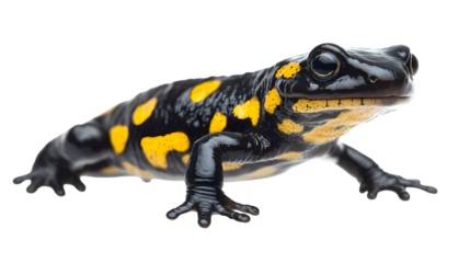 Fire salamander with distinctive black and yellow spots on pure white background