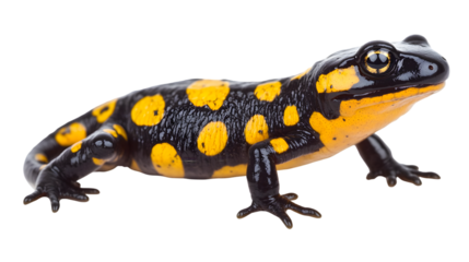 Fire salamander with distinctive black and yellow spots on body and legs on pure white background