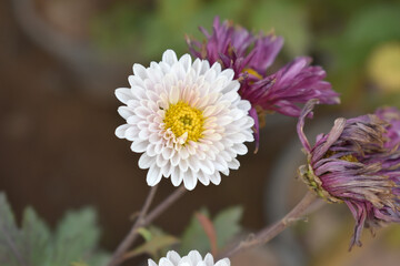 Beautiful white chrysanthemum flowers closeup in the winter garden, Closeup of Chrysanthemum flower, Field of the white Chrysanthemum, Beautiful white flower blooming in nature.