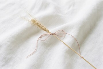 Single wheat ear with pink string tied in a bow. Minimalist concept for rustic decoration or natural beauty theme.