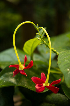 The red flowers of the combretum indicum are in bloom.붉은 색의 사군자꽃이 피었습니다.