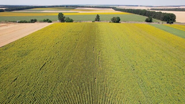 Aerial view of fields of sunflowers and other crops creating a patchwork quilt of yellow and green hues, Silistra, Bulgaria.