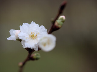 雨の降った12月に咲いたサクラ「子福桜（コブクザクラ）」