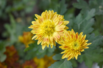 Beautiful Yellow red chrysanthemum flowers closeup in the winter garden, Closeup of Chrysanthemum flower, Field of the Yellow red Chrysanthemum, Beautiful Yellow red flower blooming in nature.