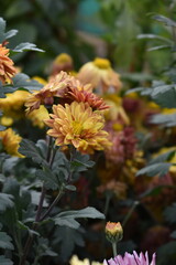Beautiful Yellow red chrysanthemum flowers closeup in the winter garden, Closeup of Chrysanthemum flower, Field of the Yellow red Chrysanthemum, Beautiful Yellow red flower blooming in nature.