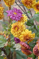 Beautiful Yellow red chrysanthemum flowers closeup in the winter garden, Closeup of Chrysanthemum flower, Field of the Yellow red Chrysanthemum, Beautiful Yellow red flower blooming in nature.