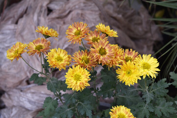 Beautiful Yellow red chrysanthemum flowers closeup in the winter garden, Closeup of Chrysanthemum flower, Field of the Yellow red Chrysanthemum, Beautiful Yellow red flower blooming in nature.