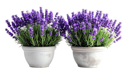 Fototapeta premium Two pots filled with vibrant purple flowering plants against a black backdrop
