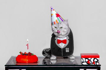 Cat wearing party hat and tuxedo with bow tie at its birthday