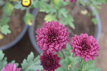 Beautiful Maroon chrysanthemum flowers closeup in the winter garden, Closeup of Chrysanthemum flower, Field of the Maroon Chrysanthemum, Beautiful Maroon flower blooming in nature.