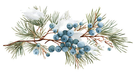 Snowy pine branch with blue juniper berries isolated on a transparent background winter green pine needles