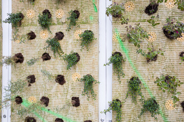 Detalle de la implantaci&oacute;n de un jard&iacute;n vertical en la fachada de un edificio