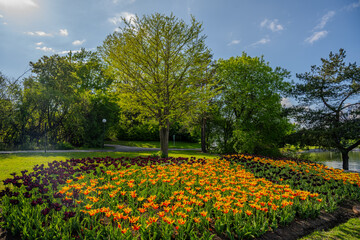 Colorful flower bed and trees in city park