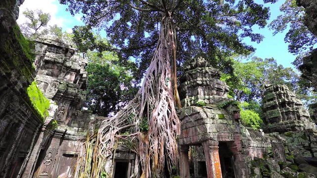 Huge tree roots at Ta Prom temple, Siem Reap, Cambodia