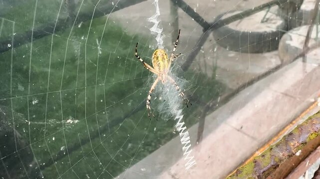 A spider lives on the window; its programming has malfunctioned &ndash; instead of a normal web, it has stitched a zig-zag pattern of its fiber, like a sewing machine.