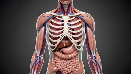 Hyperrealistic educational medical illustration of female human torso anatomy, front view from neck to lower abdomen, skin removed to reveal muscles, rib cage, heart, lungs, liver, stomach, intestines