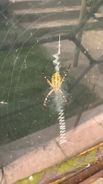 A spider lives on the window; its programming has malfunctioned &ndash; instead of a normal web, it has stitched a zig-zag pattern of its fiber, like a sewing machine.