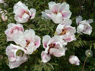 Beautiful flowers of Tree Peony