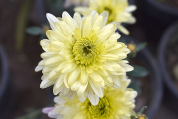 Beautiful White yellow chrysanthemum flowers closeup in the winter garden, Closeup of Chrysanthemum flower, Field of the White yellow Chrysanthemum, Beautiful White yellow flower blooming in nature.