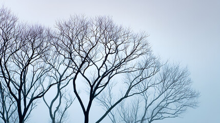 Obraz premium Bare tree silhouettes with intricate leafless branches against a pale winter sky in cool tones of gray blue and white with soft shadows 