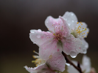 冷たい雨の降る12月に咲いた美しい桜「冬桜（フユザクラ）」