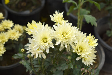 Beautiful White yellow chrysanthemum flowers closeup in the winter garden, Closeup of Chrysanthemum flower, Field of the White yellow Chrysanthemum, Beautiful White yellow flower blooming in nature.