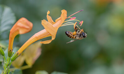 Small bee hanging onto a flower