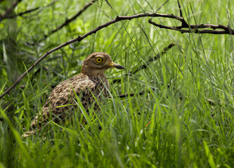 Spotted Thick-knee bird in the grass