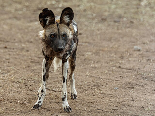 Wild dog of South Africa