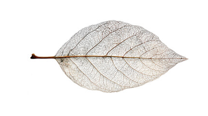 Dry skeleton leaf with visible vein pattern