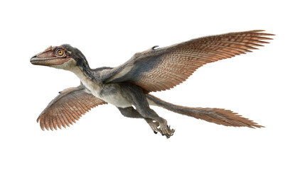 Realistic feathered flying dinosaur illustration