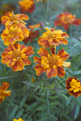 Yellow red french marigold flower blossom in garden, Yellow red french Mari Gold flowers for decorate garden, Close up of beautiful small marigold flower in garden. Marigold flowers bloom in nature
