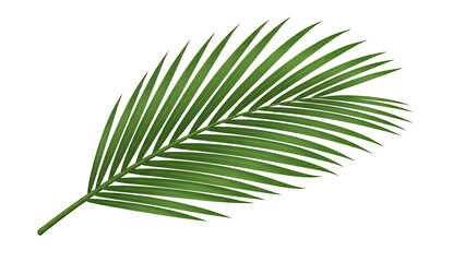 Obraz premium Green palm leaf on transparent background