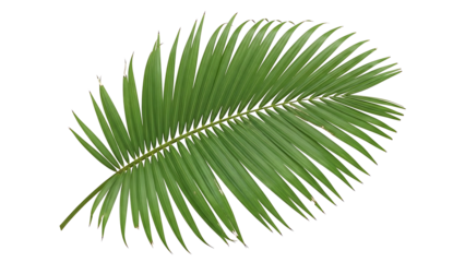 Green palm leaf on transparent background