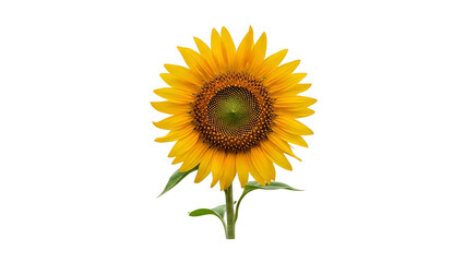 Vibrant sunflower on transparent background, bright yellow petals