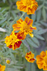 Yellow red french marigold flower blossom in garden, Yellow red french Mari Gold flowers for decorate garden, Close up of beautiful small marigold flower in garden. Marigold flowers bloom in nature