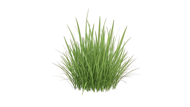 Green grass clump on transparent background