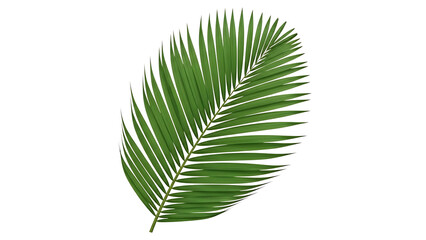 Obraz premium Green palm leaf on transparent background