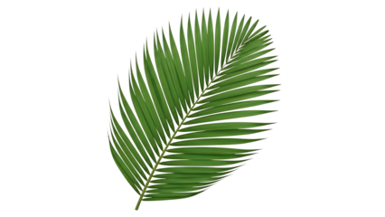 Green palm leaf on transparent background