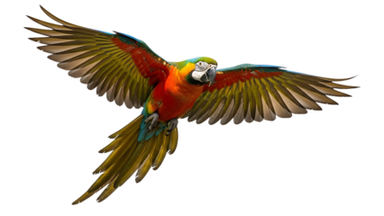 Colorful parrot in flight on transparent background