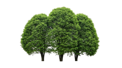 Group of green trees on transparent background